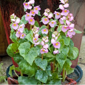 Begonia gracilis 'Pretty in Pink' 